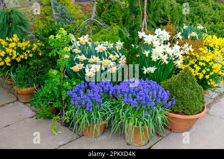 Frühlingstopf Pflanzen auf einer Terrasse. UK Stockfoto