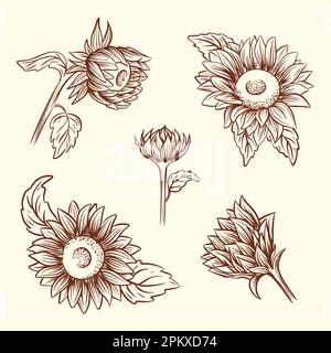 Set handgezeichneter Sonnenblumen im Skizzenstil. Vektordarstellung Stock Vektor
