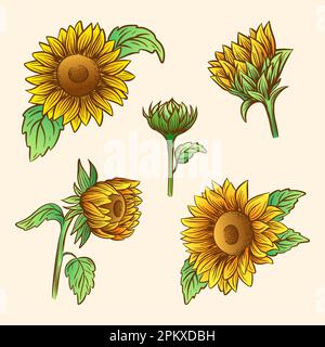 Ein Satz handgezeichneter Vektorbilder von Sonnenblumen Stock Vektor