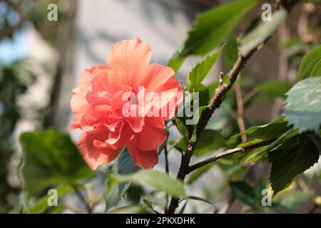 Hibiskusblüte Stockfoto