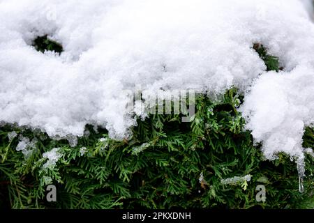 Grüner Nadelbusch im Schnee, Thuja-Hecken-Textur im Winter. Stockfoto