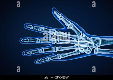 Röntgenpalmare oder anteriore Ansicht des rechten menschlichen Handknochens mit Körperkonturen 3D-Darstellung. Skelettanatomie, Osteologie, Wissenschaft, Biologie, m Stockfoto