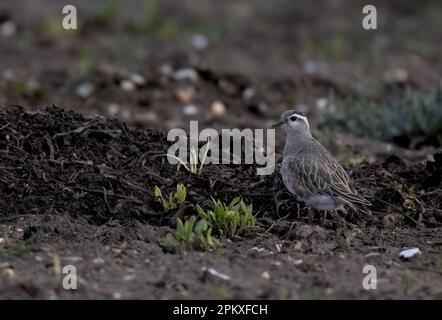 Eurasin Dotterel Charadrius morinellus, der seine Frühjahrswanderung vorantreibt/in North Norfolk, Großbritannien, zu finden ist Stockfoto