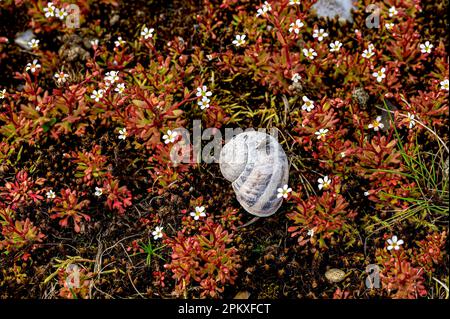 Rue-Leaved Saxifrage (Saxifraga-Tridactyliten) in Blüte am Rand einer stillgelegten Landebahn in North Norfolk, Großbritannien Stockfoto