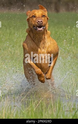 Red Fox Labrador Stockfoto