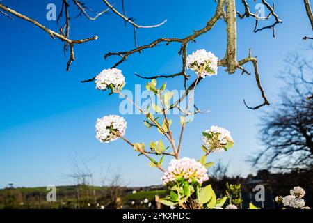 Viburnam Burkwoodii Anne Russell wächst in einem Landgarten. Stockfoto