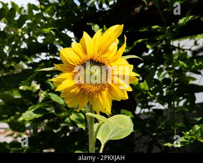 Sonnenblumenkopf, Helanthus annuus, horizontal Stockfoto