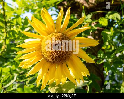 Sonnenblumenkopf, Helianthus annuus, horizontal Stockfoto