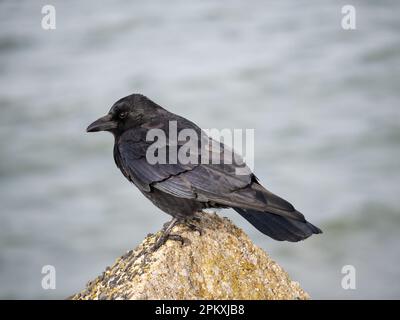 Aaskrähe, Corvus Corone, auf einem Felsen mit Blick auf das Meer, Niederlande Stockfoto