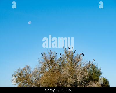 Gruppe von Kormoranen in Baumkronen gegen wolkenlosen blauen Himmel mit Mond, Naturschutzgebiet Dakhorst, Wierden, Overijssel, Niederlande Stockfoto