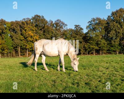 Weißes Pferdepferd, das im Herbst in der Nähe der Stadt Ootmarsum, Overijssel, Niederlande, Gras auf der Wiese isst Stockfoto