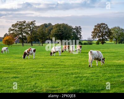 Herde rötlich-brauner 1 Jahre alter Milchkühe, die auf einer Weide in der Nähe von Denekamp, Overijssel, Niederlande weiden Stockfoto