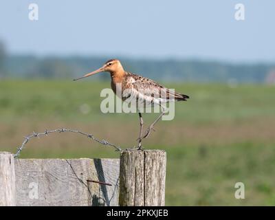 Schwarzschwanzgott Limosa limosa, auf Zaunpfahl in Polder Eempolder, Niederlande Stockfoto