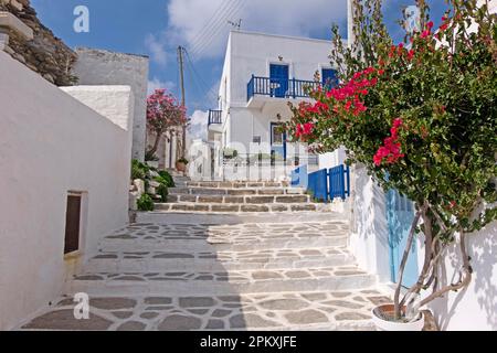 Allee mit Bougainvillea (Bougainvillea) oder Dreifachblüten und Oleander, Parikia, Paros, Clyclades, Griechenland Stockfoto