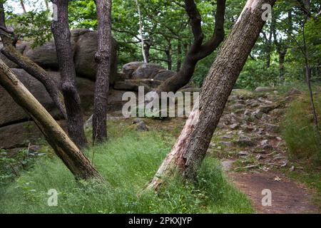 Wanderweg im Bodetal Harz Stockfoto