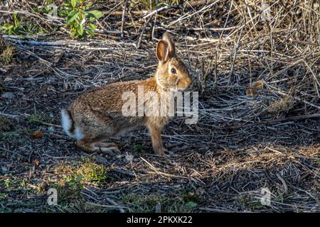 Ein Hase in der Gegend um den Birch Hill Dam in Royalston, Massachusetts Stockfoto