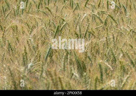 Reifeohren von Roggen auf einem landwirtschaftlichen Feld. Selektiver Fokus. Israel Stockfoto