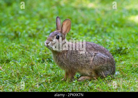 Ein Hase in der Gegend um den Birch Hill Dam in Royalston, Massachusetts Stockfoto