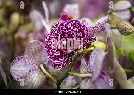 Lila Orchideenblütenstrauß - Knospenschliff. Blühende lila Pyloric mit Knospenorchidee, Phalaenopsis, selektivem Fokus, geringer Schärfentiefe Stockfoto