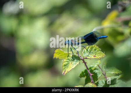 Gebänderte Demoiselle (Calopteryx splendens) Männchen Stockfoto