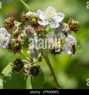 Hoverfly (Eupeodes corolae) auf Black Flower Stockfoto