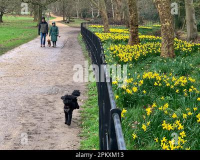 Iver, Buckinghamshire, Großbritannien. 26. März 2023. Hübsche Narzissen in Langley Park, Buckinghamshire. Kredit: Maureen McLean/Alamy Stockfoto