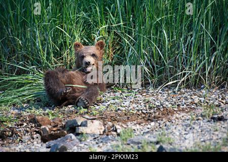 Junger Grizzlybär, der Sedge isst, Küsten-Braunbär (Ursus Arctos middendorfi), Kukak-Bucht, Katmai-Nationalpark, Alaska, USAGrizzy-Bär, Junges essen Stockfoto
