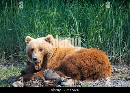 Mutterbär mit zwei Jungen, Küstenbraunbär (Ursus Arctos middendorfi), Kukak Bay, Katmai-Nationalpark, Alaska, USA Stockfoto