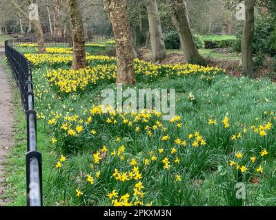 Iver, Buckinghamshire, Großbritannien. 26. März 2023. Hübsche Narzissen in Langley Park, Buckinghamshire. Kredit: Maureen McLean/Alamy Stockfoto