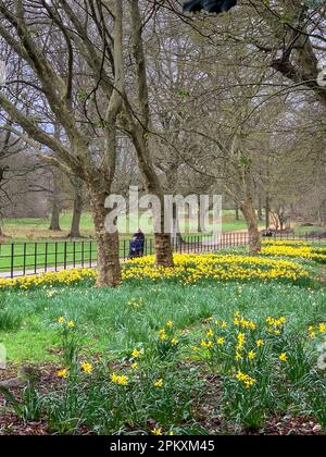 Iver, Buckinghamshire, Großbritannien. 26. März 2023. Hübsche Narzissen in Langley Park, Buckinghamshire. Kredit: Maureen McLean/Alamy Stockfoto