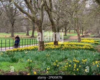 Iver, Buckinghamshire, Großbritannien. 26. März 2023. Hübsche Narzissen in Langley Park, Buckinghamshire. Kredit: Maureen McLean/Alamy Stockfoto