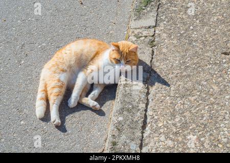 Tabby und weiße Katze Sonnenbaden. Stockfoto