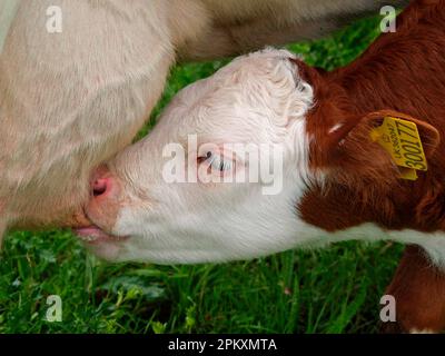 Hausrinder, Hereford Cross Kalbssaugen, Nahaufnahme des Kopfes, Devon, England, Großbritannien Stockfoto