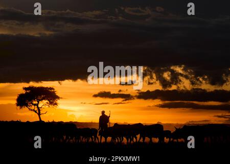 Hausrinder, Herde von Maasai-Stammesangehörigen, Silhouette bei Sonnenuntergang, Masai Mara National Reserve, Kenia Stockfoto