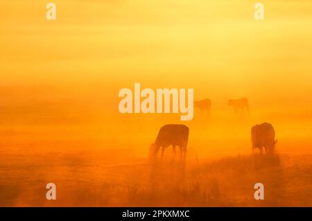 Hausrinder, Kühe und Kälber, die auf Küsten-Sumpfweiden weiden, bei Sonnenaufgang Silhouetten, Elmley Marshes National Nature Reserve, Insel Sheppey Stockfoto