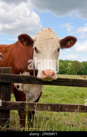 Hausrinder, Hereford-Kuh, auf Weide neben dem Zaun stehend, Dunsfold Rhys, High Street Green, Chiddingfold, Surrey, England, Vereinigtes Königreich Stockfoto