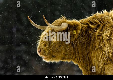 Hochlandrinder, Kuh, Nahaufnahme des Kopfes, im Schneefall, Cumbria, England, Winter Stockfoto