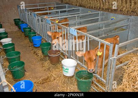 Hausrinder, Jersey-Kälber, in Kälberbuchten mit Futtereimern, England, Großbritannien Stockfoto