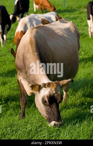 Hausrinder, Jersey-Kuh, in gemischten Milchviehherden, weiden auf Weiden, Yorkshire Dales, North Yorkshire, England, Vereinigtes Königreich Stockfoto