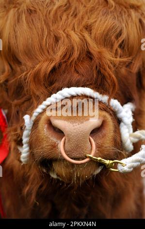 Hausrinder, Highland-Rinder, Bullen, Nahaufnahme des Kopfes, mit Ring durch die Nase, gehalten von Halter auf der Landwirtschaftsmesse, Yorkshire, England, United Stockfoto