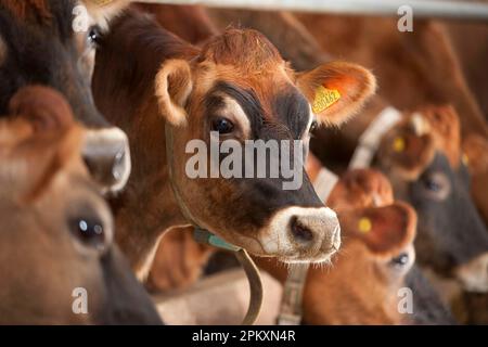 Hausrinder, Jersey-Kühe, harte Milchviehherde, an der Futterbarriere, Fütterung von TMR (Total Mixed Ration), Cumbria, England, Winter Stockfoto