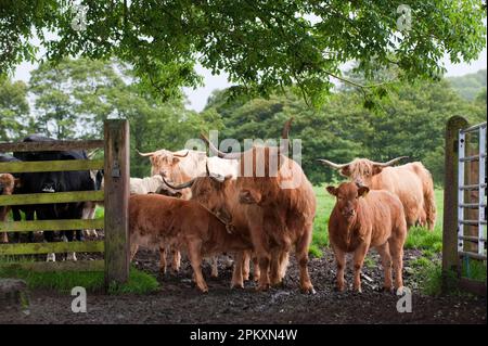 Hausrinder, Hochlandrinder, Kühe mit gekreuzten Kälbern, Herde in Schlammtor, England, Vereinigtes Königreich Stockfoto