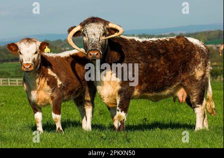 Hausrinder, Longhornrinder und Kälber, auf Weide stehend, Cumbrien, England, Großbritannien Stockfoto