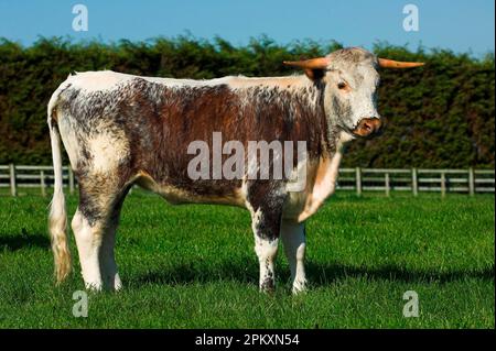 Hausrinder, Longhornrinder, auf der Weide stehend, Cumbria, England, Großbritannien Stockfoto