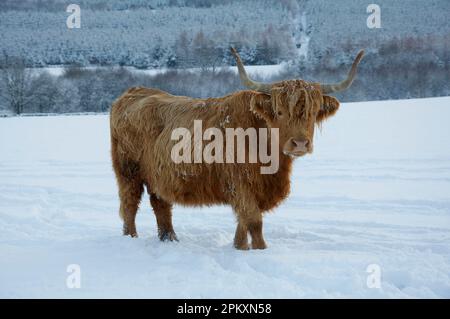 Hausrinder, Hochlandrinder, Kühe auf schneebedeckten Weiden, Dumfries und Galloway, Schottland, Vereinigtes Königreich Stockfoto