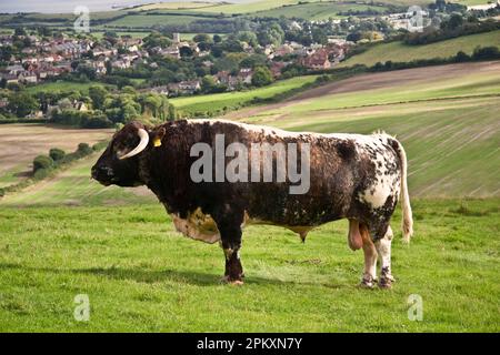 Hausrinder, Longhornbulle, auf der Weide stehend, Dorset, England, Vereinigtes Königreich Stockfoto