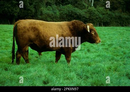 Rinder, Süd-Devon-Bulle auf Gras, Ring in Nase Stockfoto