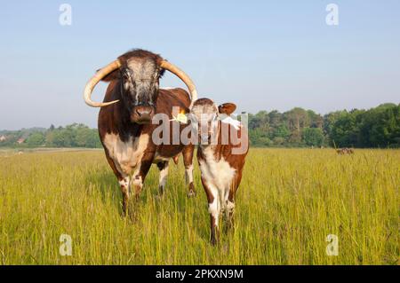 Hausrinder, Longhorn, Kuh mit Kalb, auf Weide stehend, Norfolk, England, Vereinigtes Königreich Stockfoto