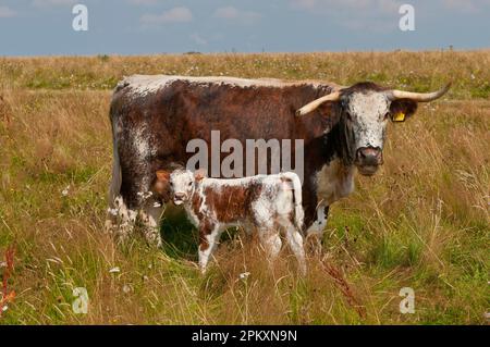 Hausrinder, Longhorn, Kuh mit Kalb, auf Weide stehend, Norfolk, England, Vereinigtes Königreich Stockfoto