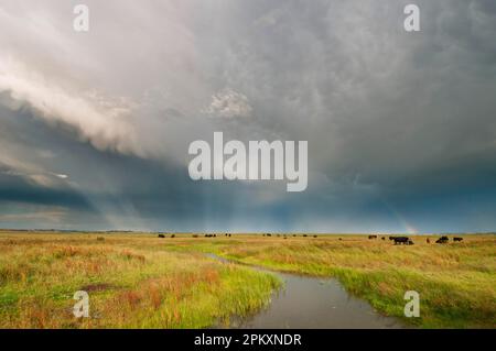 Sturmwolken und Regenbogen über Nutztieren in Küstenstraßen, Elmley Marshes National Nature Reserve, Isle of Sheppey, Kent, England, United Stockfoto